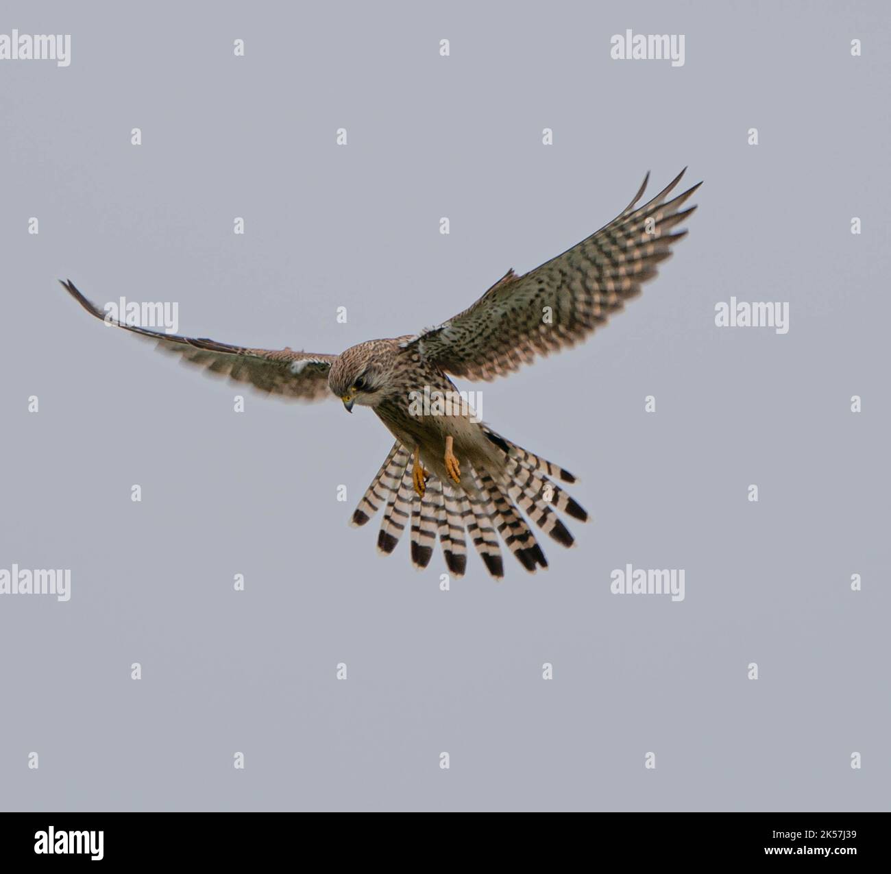 kestrel comune in volo hovering Foto Stock