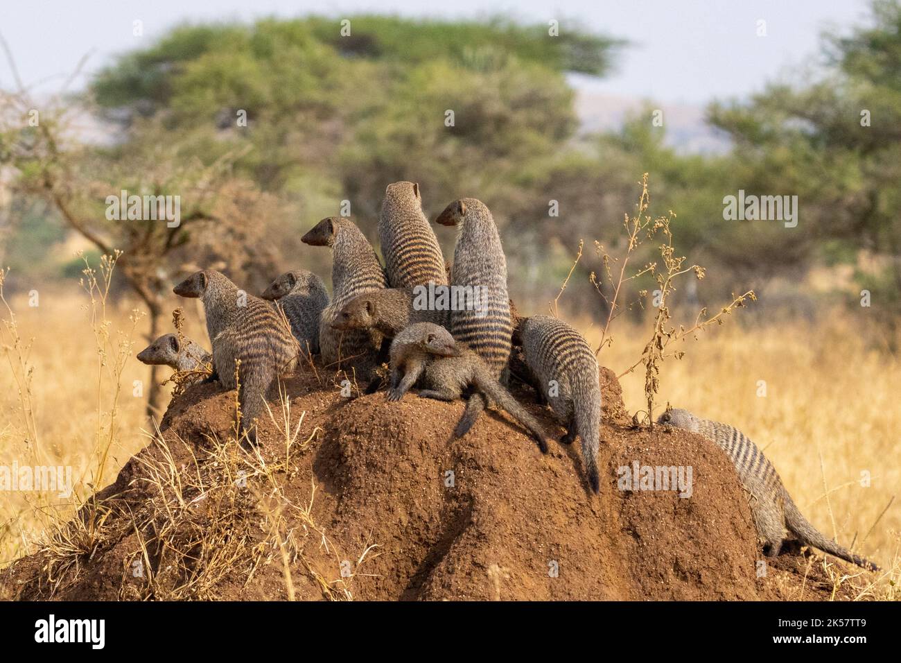 Gruppo di guardia sulle terre dei tumuli nel Parco Nazionale di Serengti, Tanzania. Foto Stock