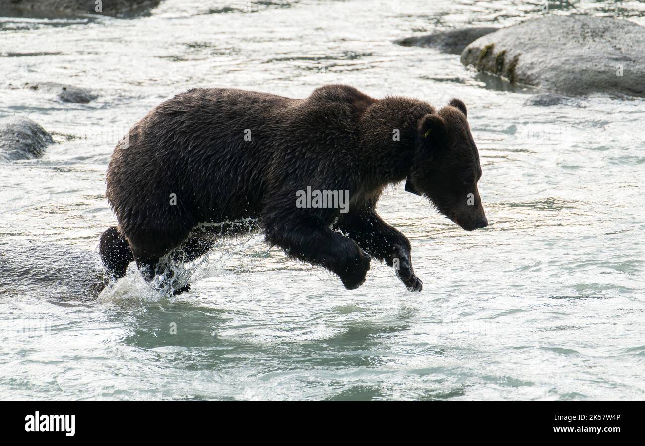 Un orso bruno (Ursus arctos) affondi per il salmone nel fiume Chilkoot in Alaska. Foto Stock