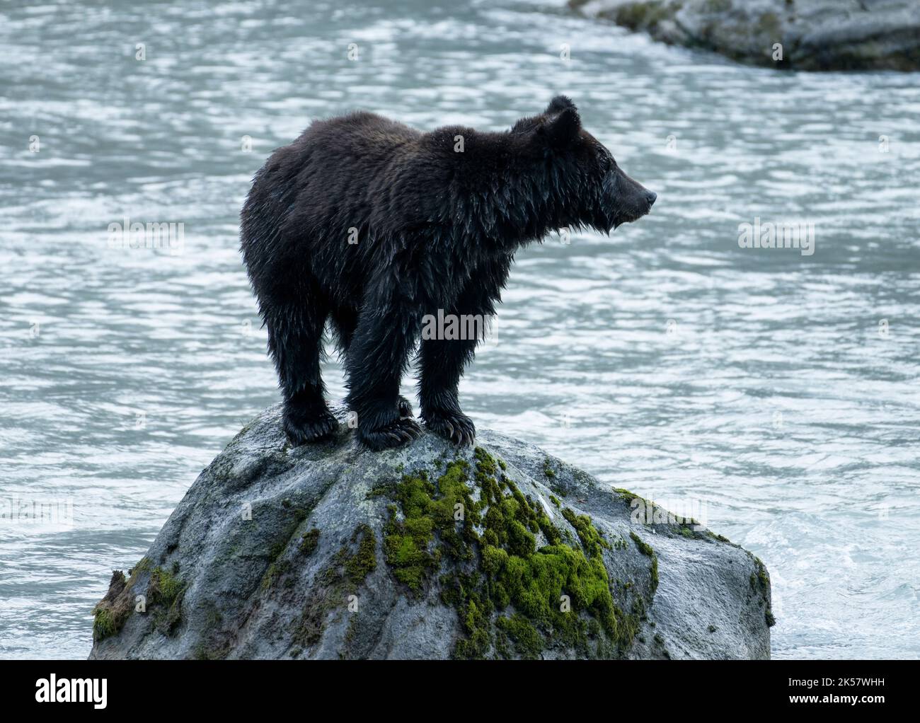 Un cucciolo di orso bruno (Ursus arctos) si trova su una roccia nel fiume Chilkoot in Alaska. Foto Stock