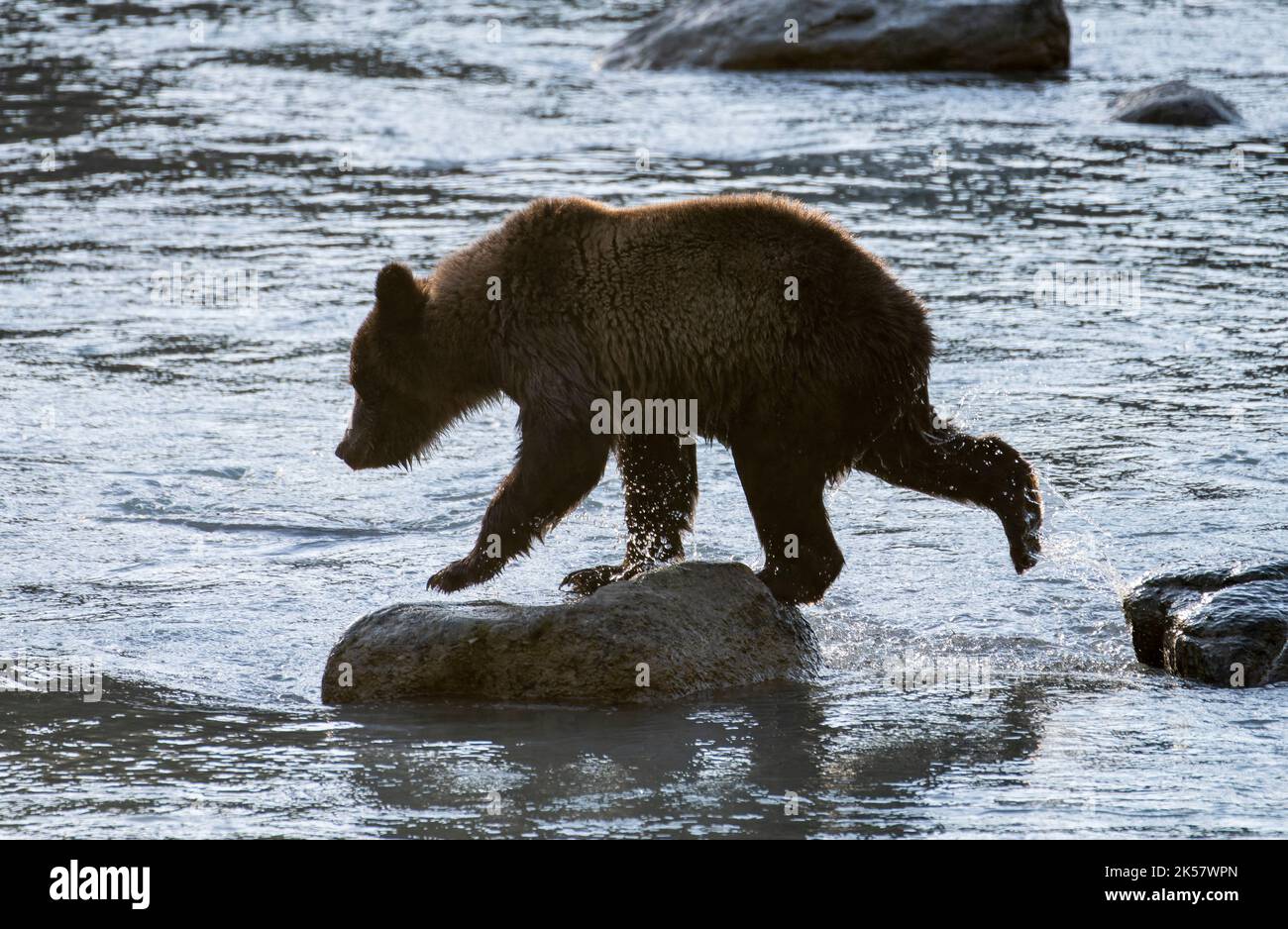 Un orso bruno (Ursus arctos) cammina sulle rocce nel fiume Chilkoot in Alaska. Foto Stock