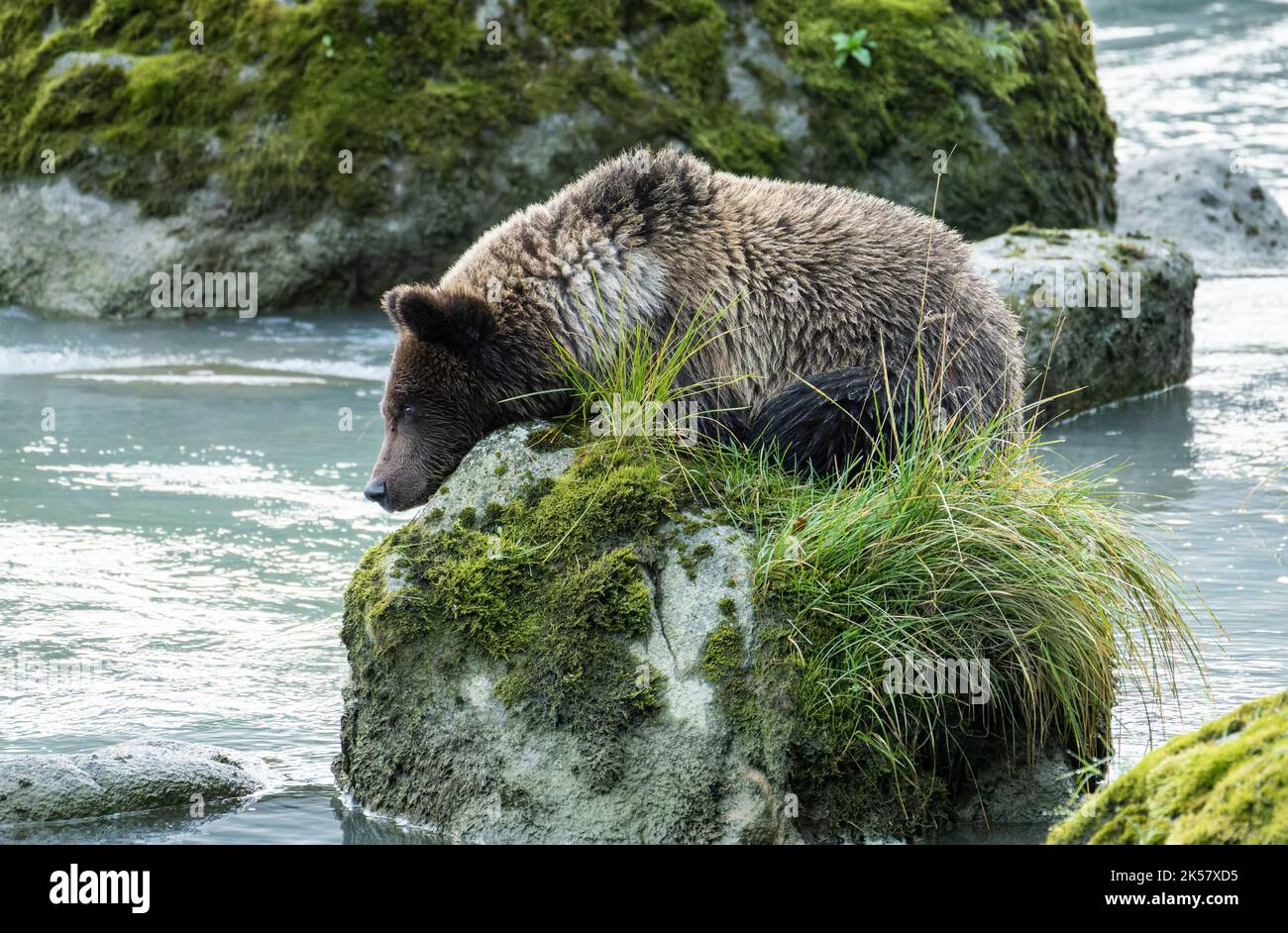 Un cucciolo di orso bruno (Ursus arctos) si rilassa su una roccia sul fiume Chilkoot in Alaska. Foto Stock