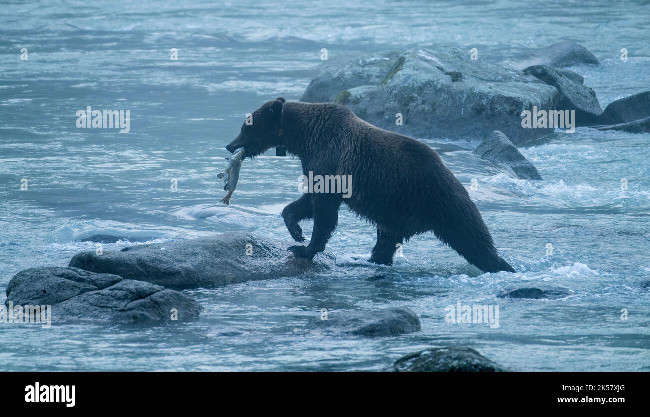 Un orso bruno (Ursus arctos) prende il salmone dal fiume Chilkoot in Alaska. Foto Stock