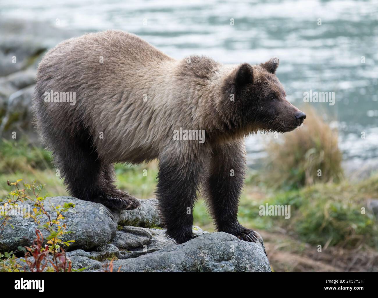 Un cucciolo di orso bruno (Ursus arctos) si trova su una roccia vicino al fiume Chilkoot in Alaska. Foto Stock