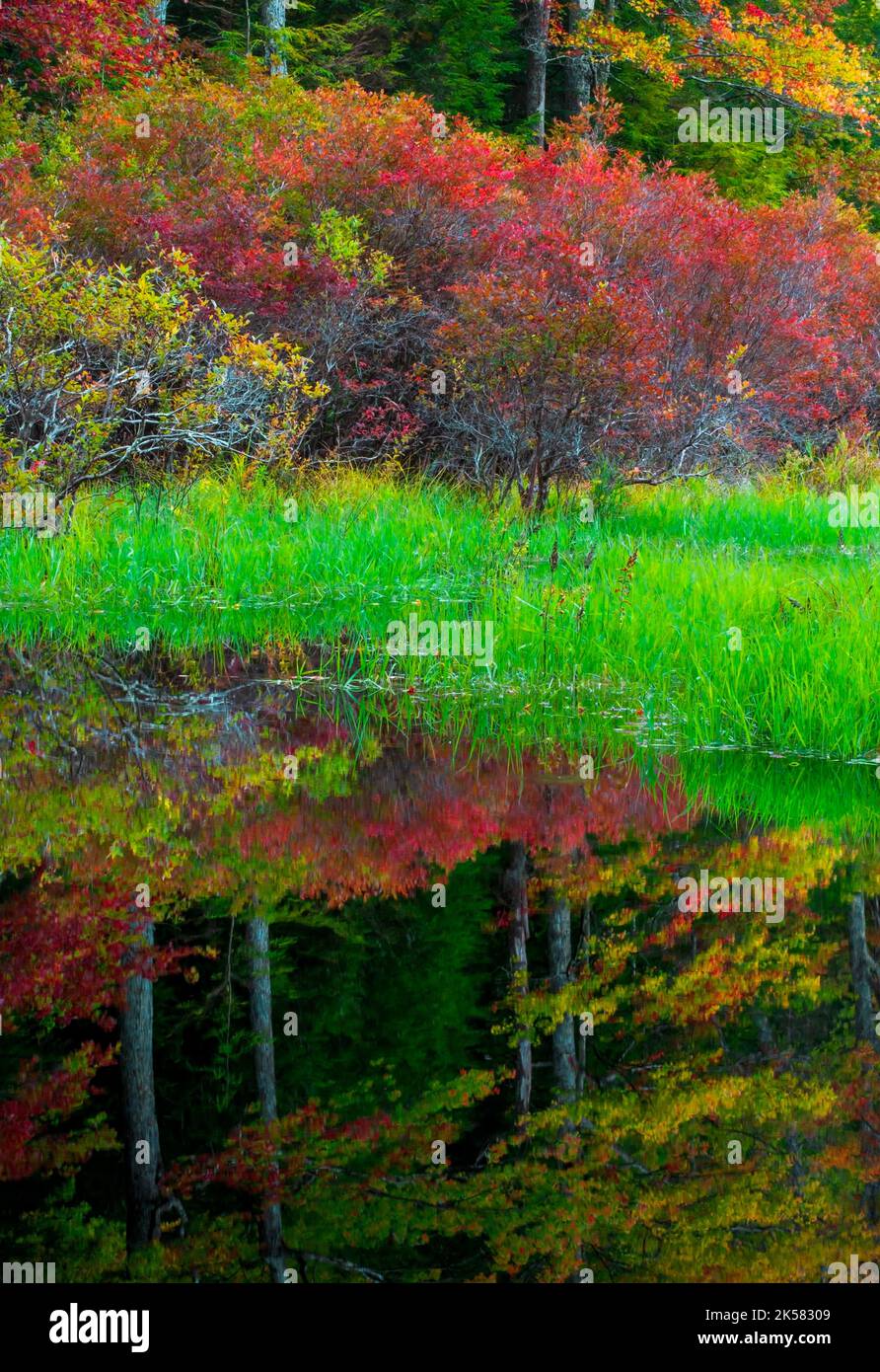Snow Shanty Run, un laghetto con castori, nella foresta statale del Delaware in Pennsylvania, con colori autunnali. Foto Stock