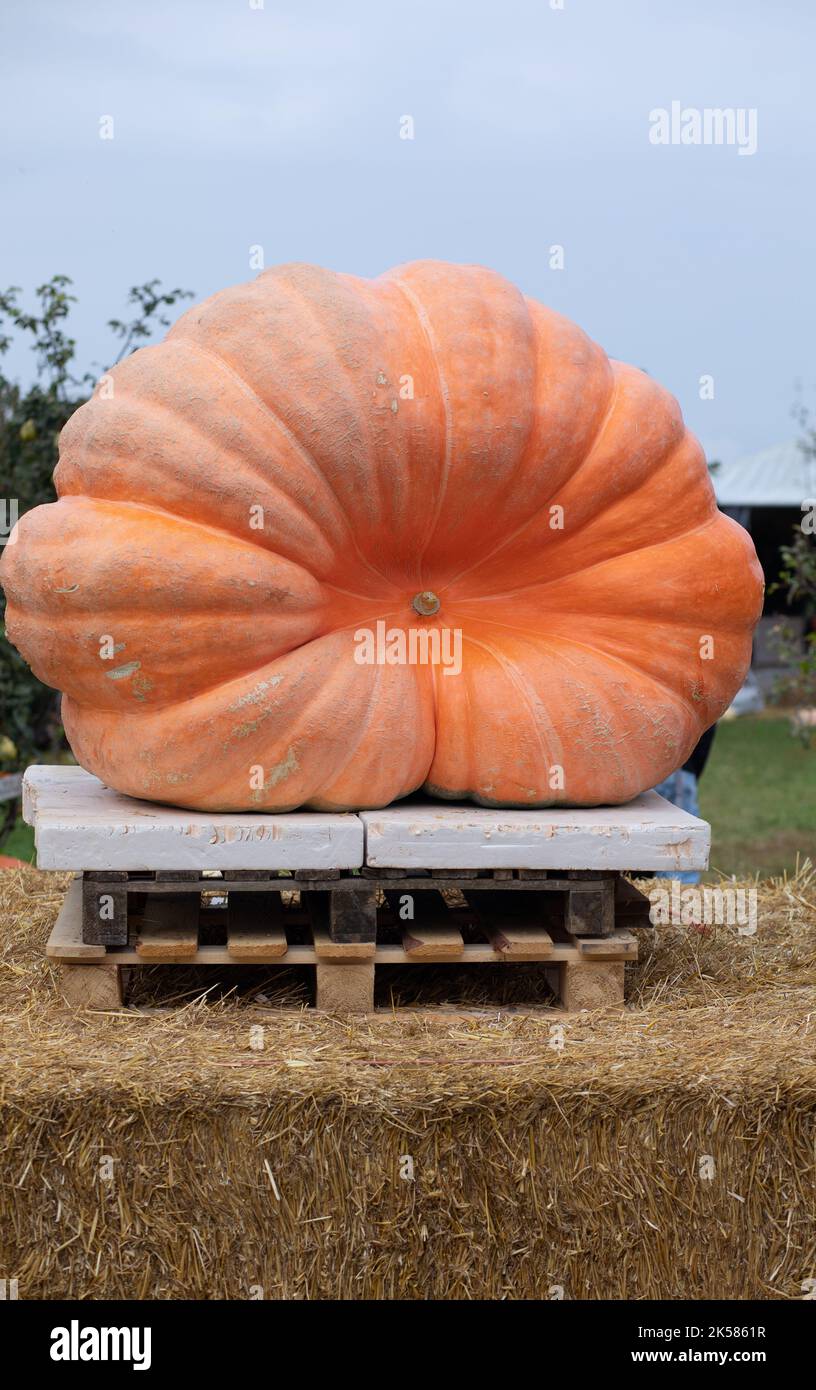 Zucca gigante arancione in mostra d'autunno coperta di paglia Foto Stock