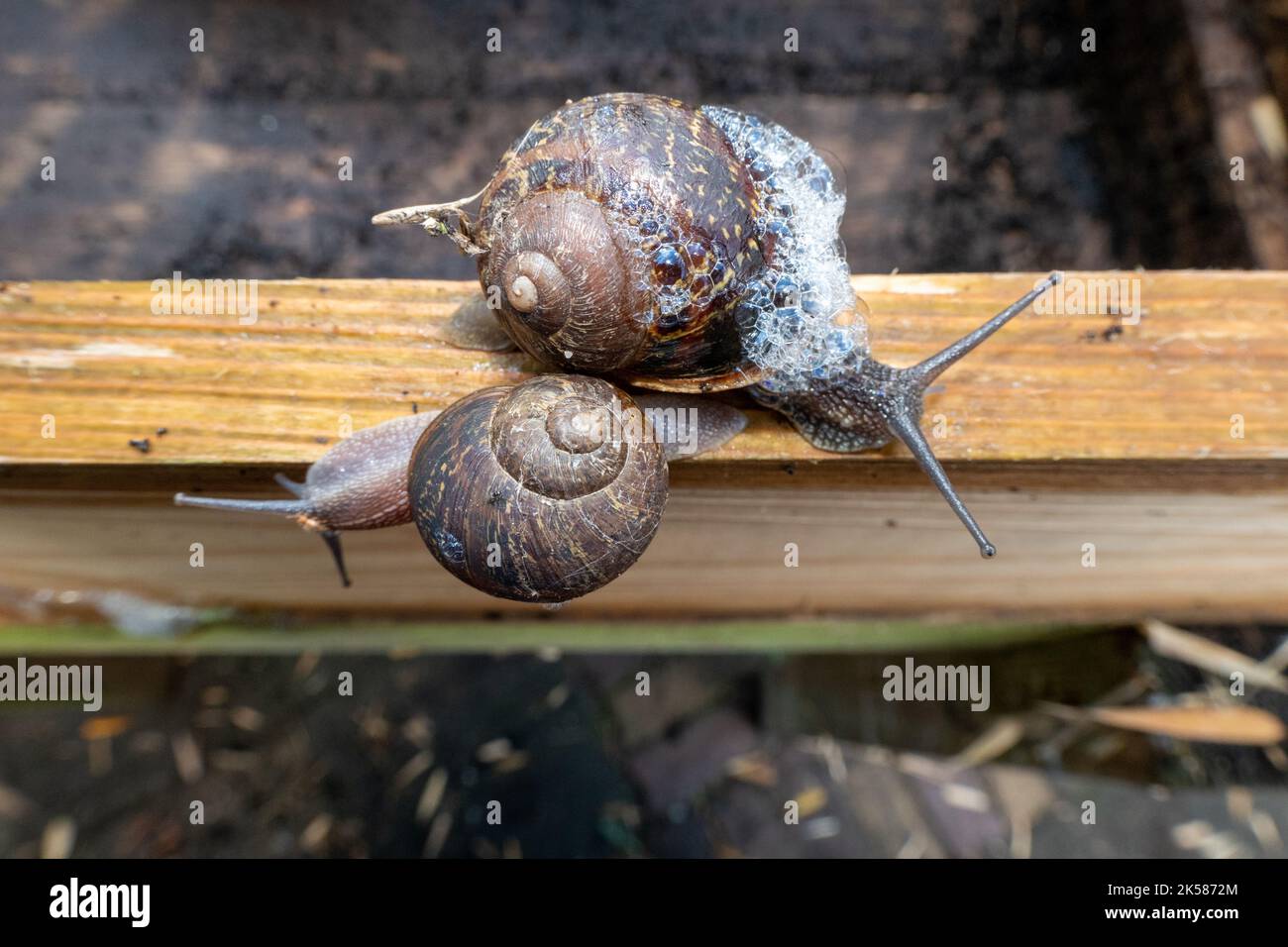 Due lumache a pezzo di legno in giardino in Olanda Foto Stock