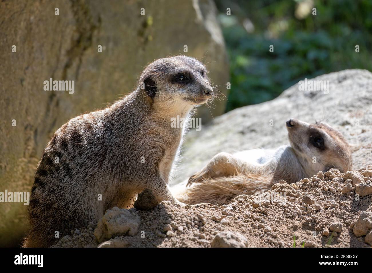 Il meerkat (Suricata suricatta) o suricato, una piccola mangusta. Foto Stock