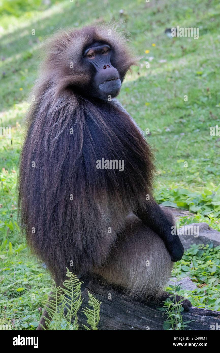 La gelada (Theropithecus gelada) maschio, anche noto come il cuore sanguinante scimmia o il babbuino gelada. Foto Stock