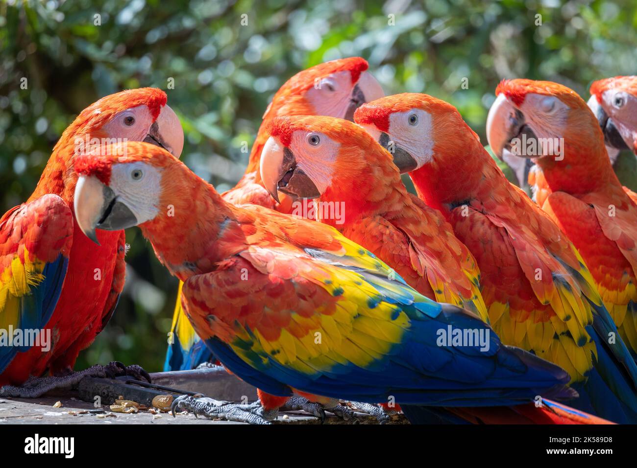 Il macaw scarlatto (Ara macao), gruppo di pappagalli centroamericani e sudamericani. Foto Stock