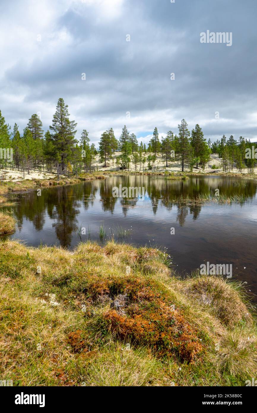 Bellissima natura nel Parco Nazionale di Rondane, Norvegia Foto Stock