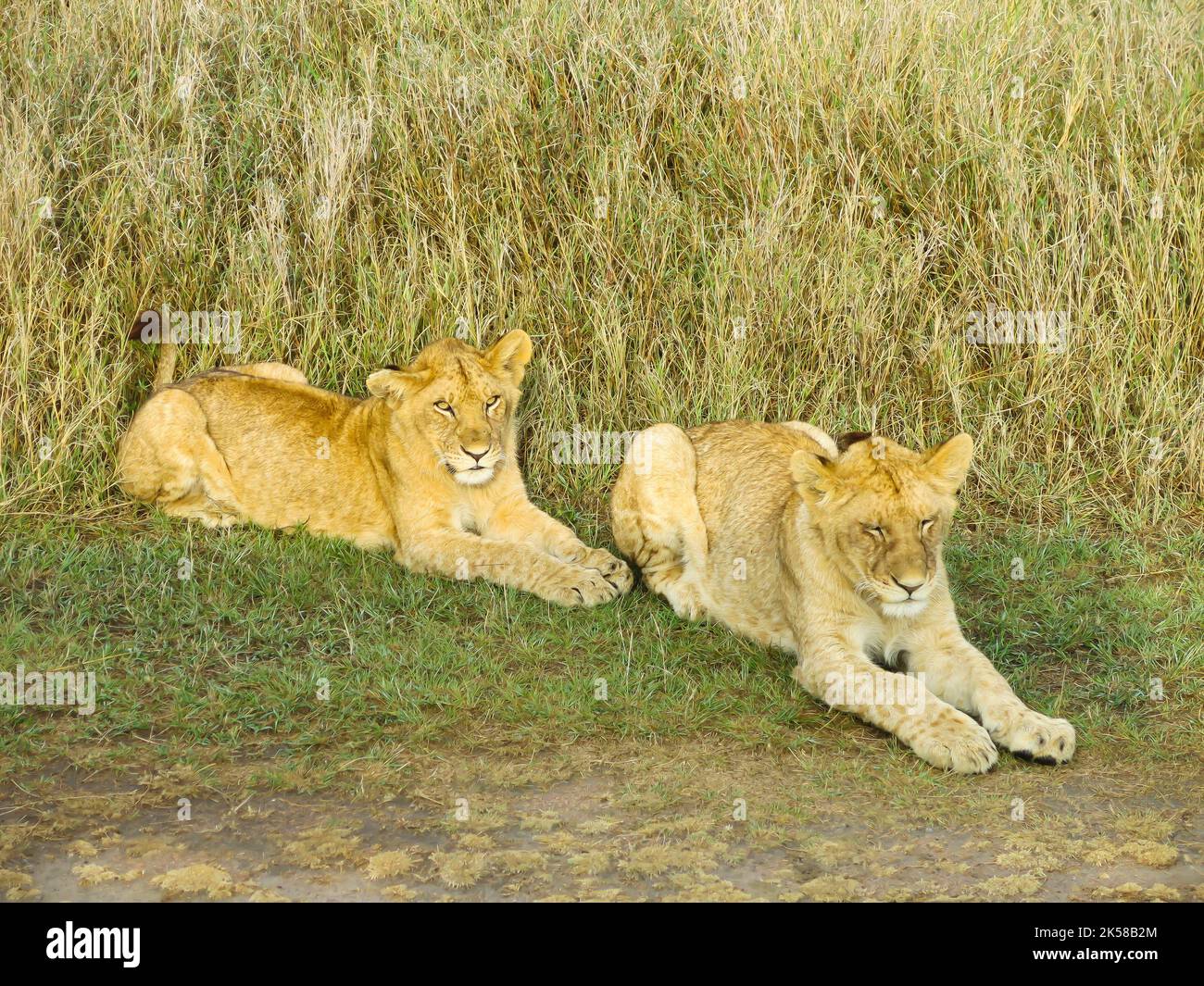 Lions a riposo, Parco Nazionale del Serengeti, Tanzania, Africa orientale Foto Stock