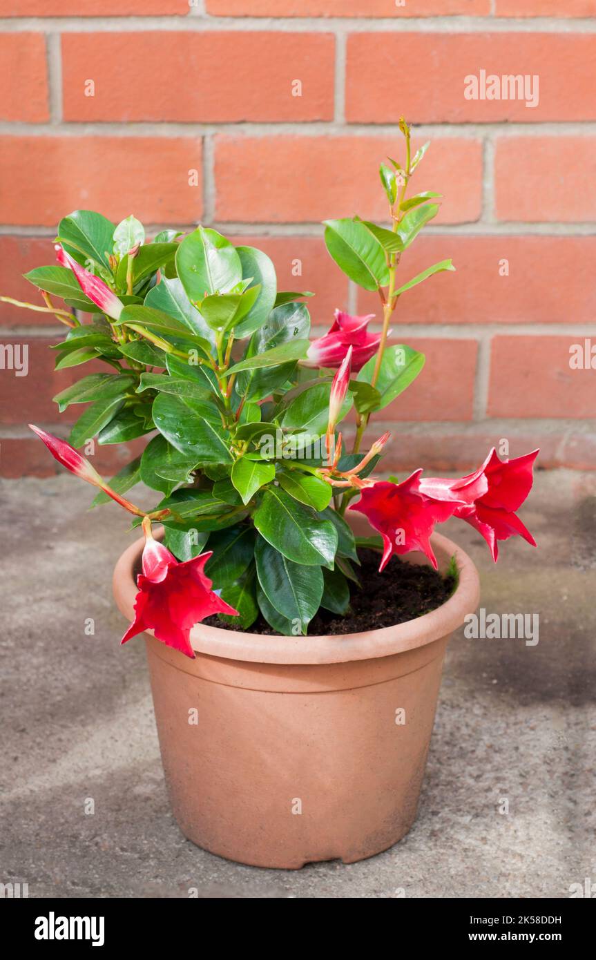 Mandevilla splendens o Dipladenia splendens che mostra fiori e germogli. Un alpinista sempreverde che ha fiori rossi in estate ed è gelo tenero. Foto Stock