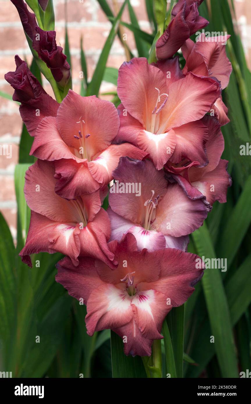 Primo piano di grandi fiori di colore marrone morbido di Gladiolus / Gladioli Estate indiana una fioritura estiva cormous perenne che è semiduro Foto Stock