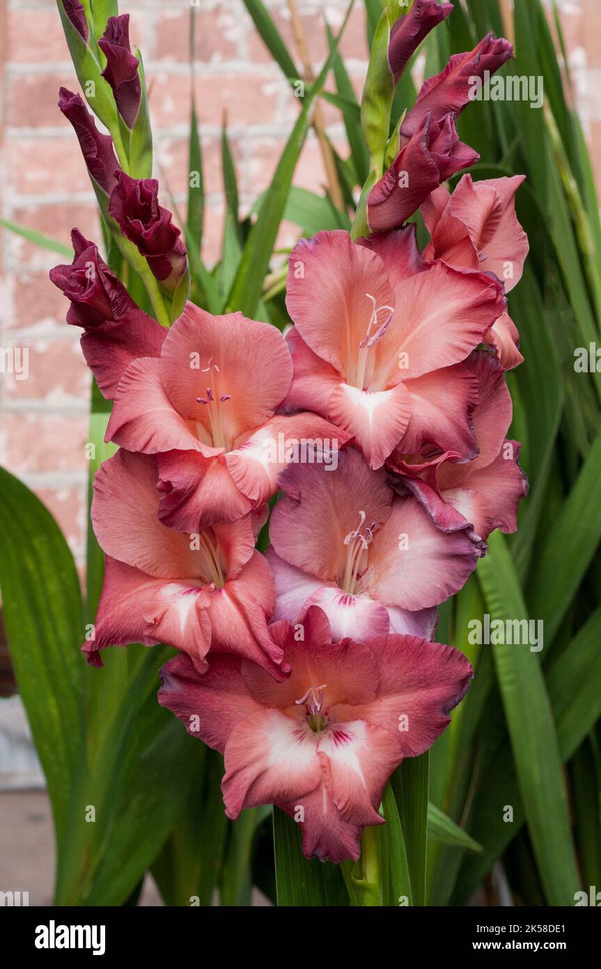 Primo piano di grandi fiori di colore marrone morbido di Gladiolus / Gladioli Estate indiana una fioritura estiva cormous perenne che è semiduro Foto Stock