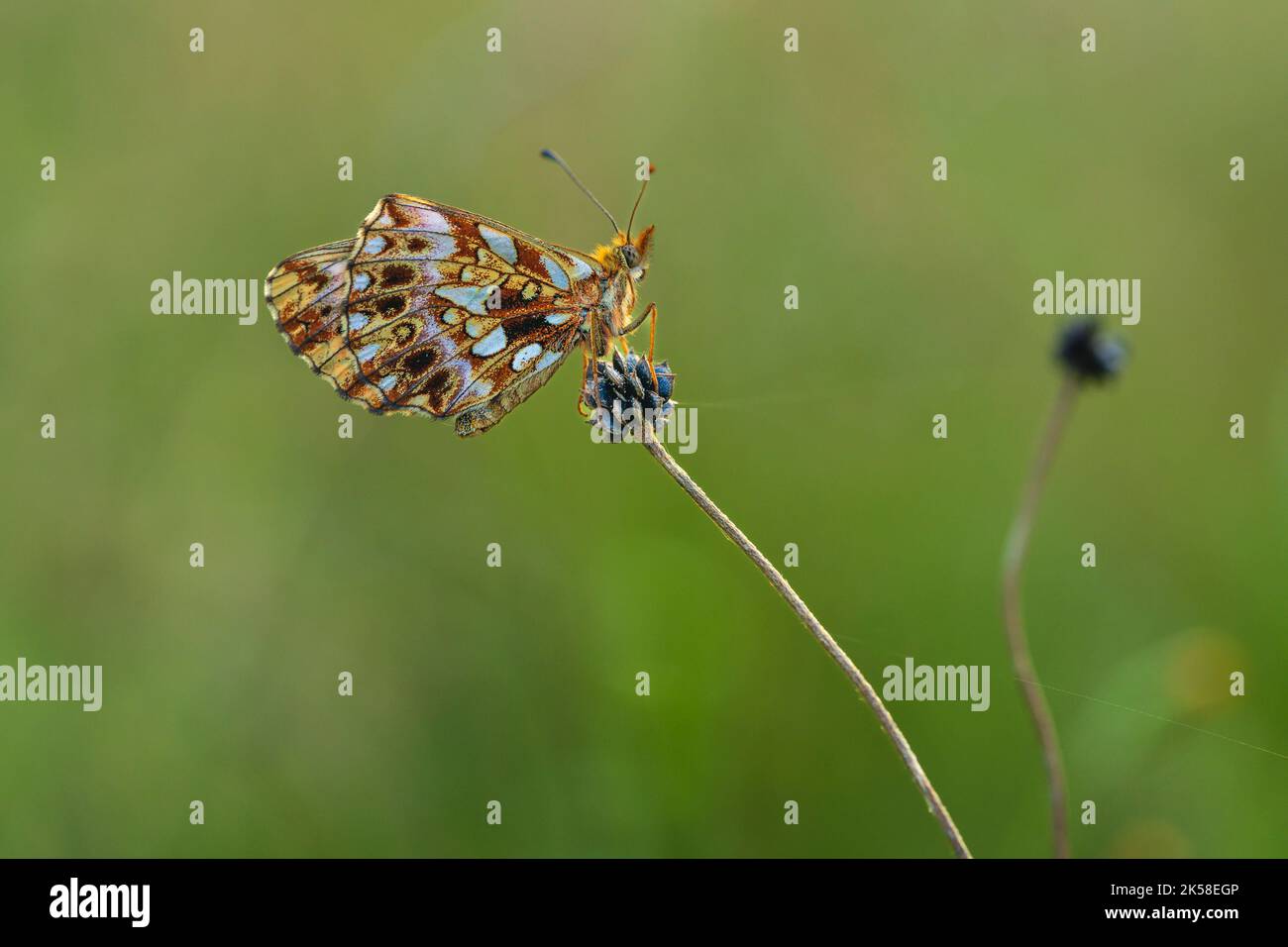 Boloria Day. Piccola farfalla della famiglia Nymphalidae Foto Stock