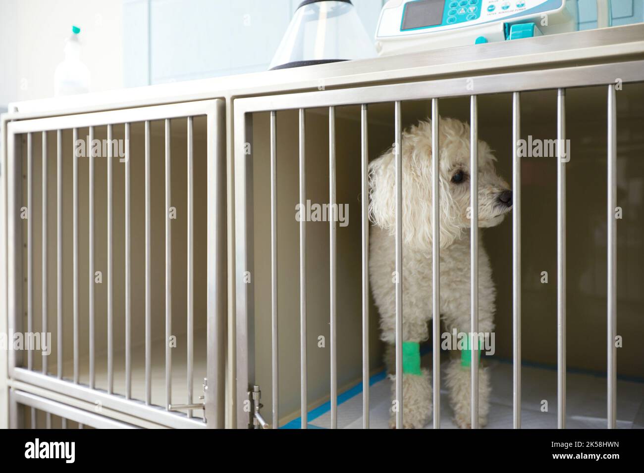 Primo piano del cucciolo bianco pekingese seduto nella gabbia dell'ospedale veterinario clinica in attesa di recupero dal trattamento e trovare un bene Foto Stock