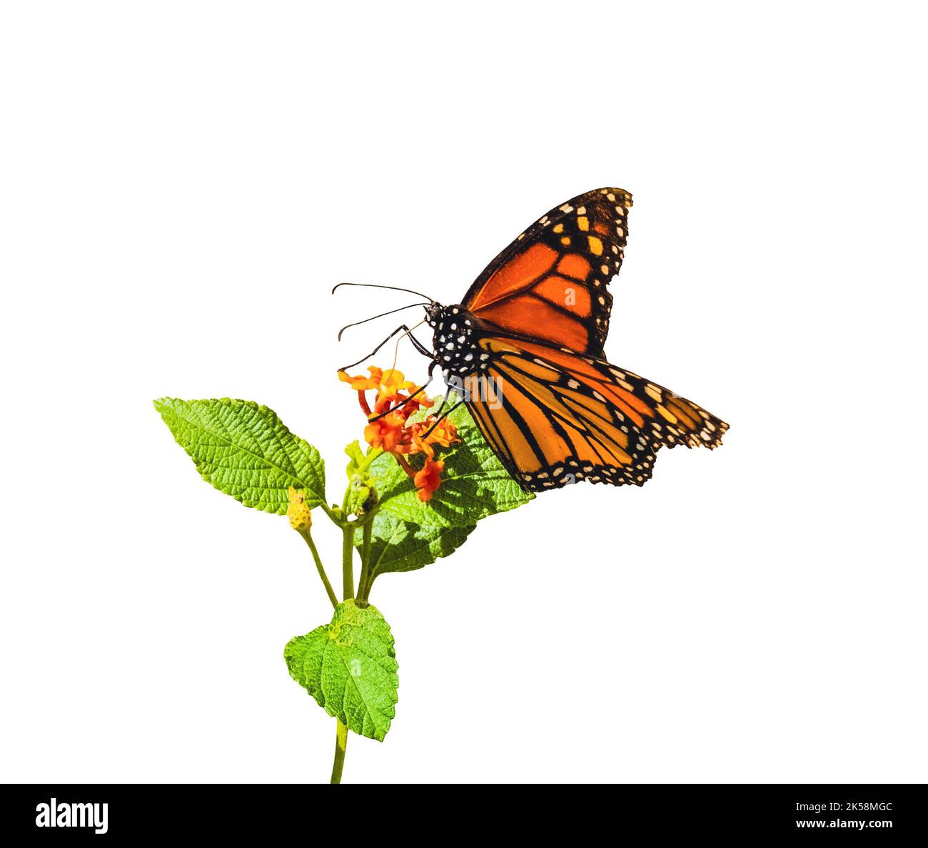 farfalla monarch primo piano su un fiore arancione con foglie verdi sfondo bianco Foto Stock