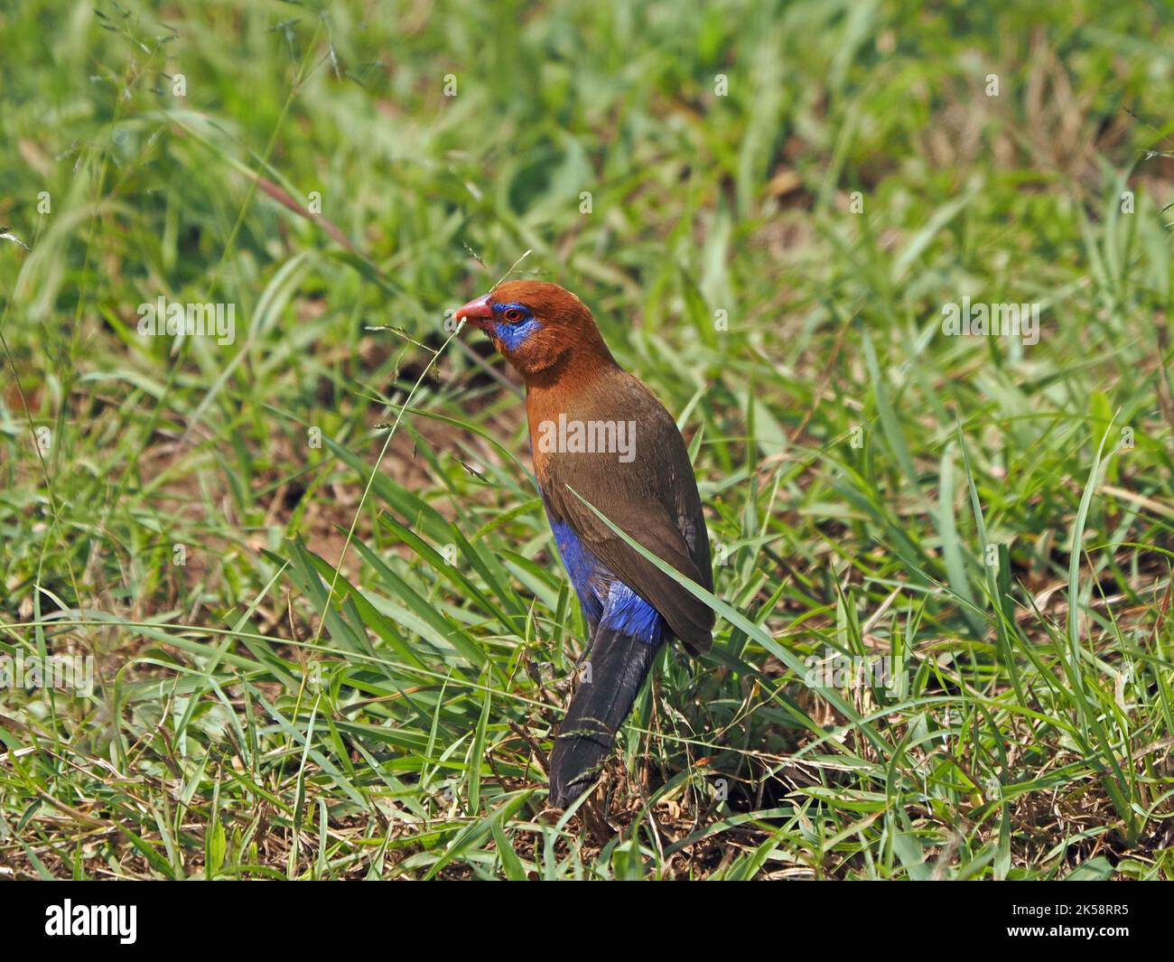 Single maschio Grenadier viola (GRANATINA ianthinogaster) specie comuni di strildid finch che si nutrono di semi d'erba - Masai Mara Conservancy, Kenya, Africa Foto Stock