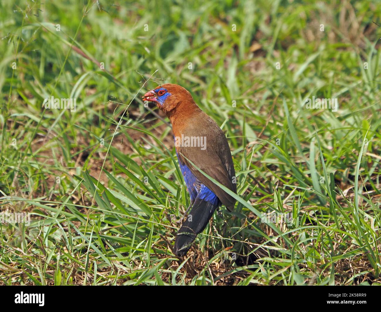 Single maschio Grenadier viola (GRANATINA ianthinogaster) specie comuni di strildid finch che si nutrono di semi d'erba - Masai Mara Conservancy, Kenya, Africa Foto Stock