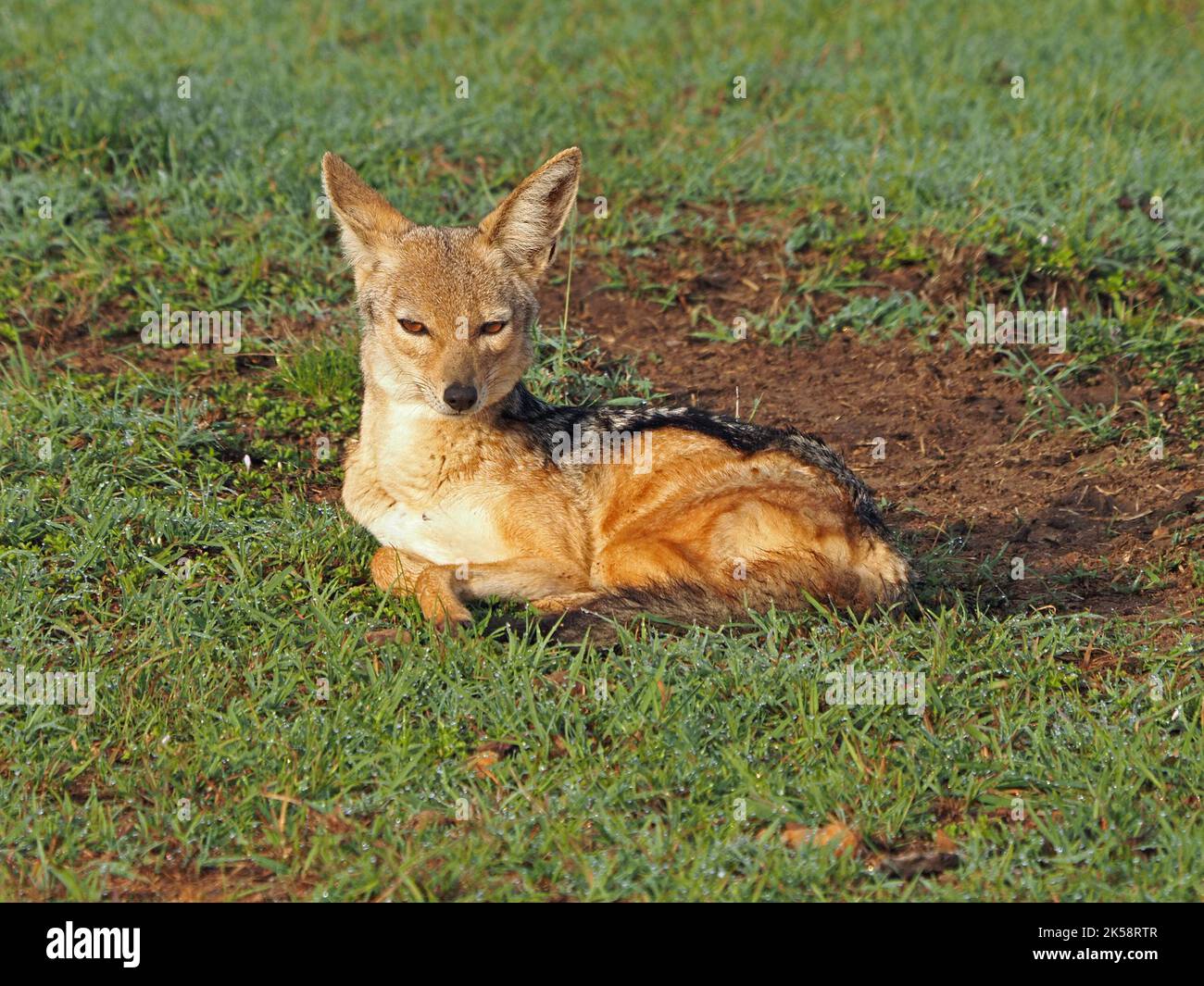 Singolo Jackal nero (Lupulella mesomelas) sdraiato all'alba su un prato verdeggiante e verdeggiante di Masai Mara Conservancy, Kenya, Africa Foto Stock