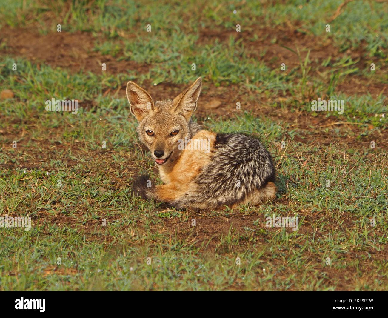 Singolo Jackal nero (Lupulella mesomelas) sdraiato all'alba su un prato verdeggiante e verdeggiante di Masai Mara Conservancy, Kenya, Africa Foto Stock