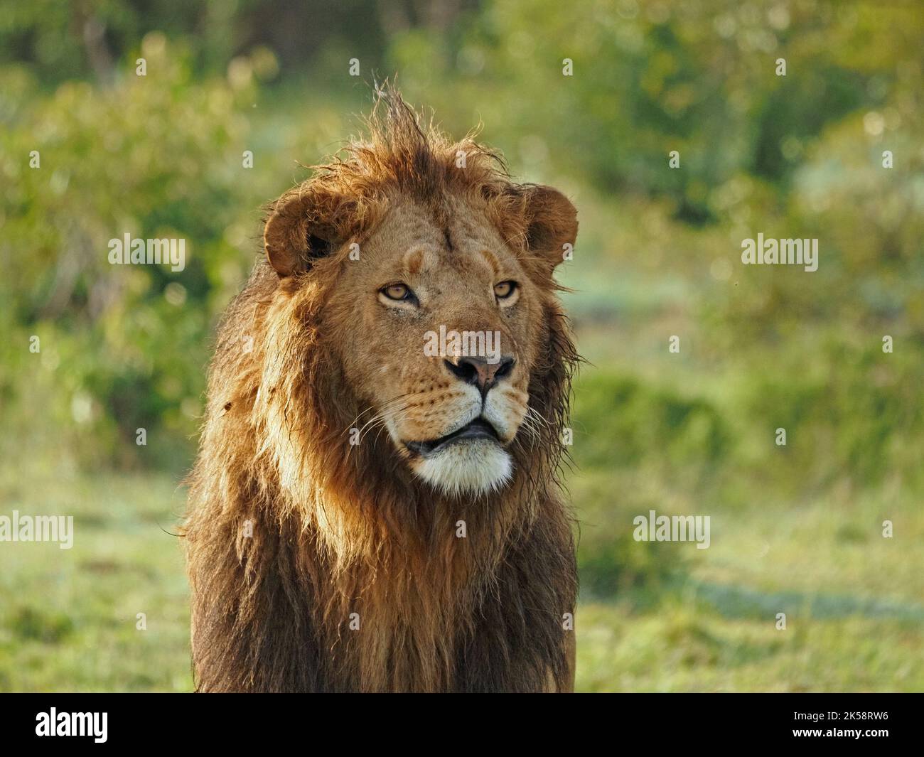 Single dominante maschile Leone (Panthera leo) con intenso fuoco e respiro fumante nella luce del mattino presto Masai Mara Conservancy, Kenya, Africa Foto Stock