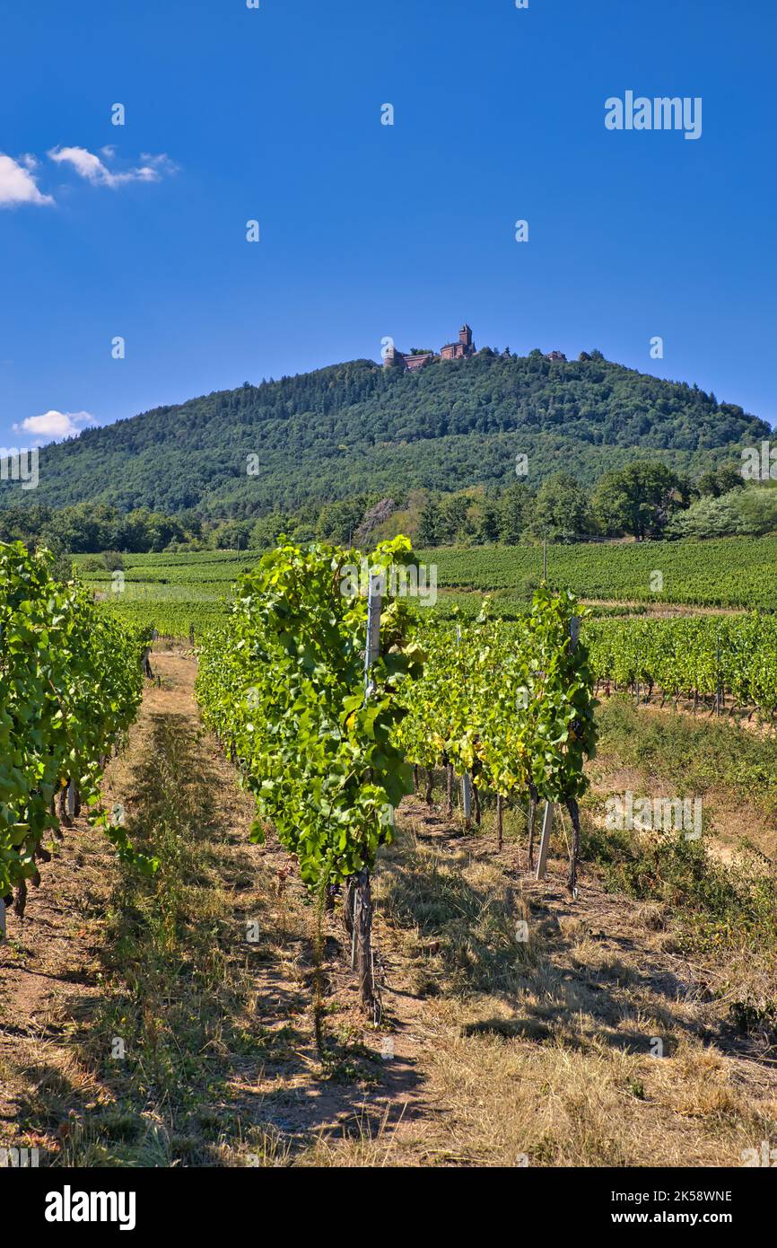 Cortile del vino dell'Alsazia Foto Stock