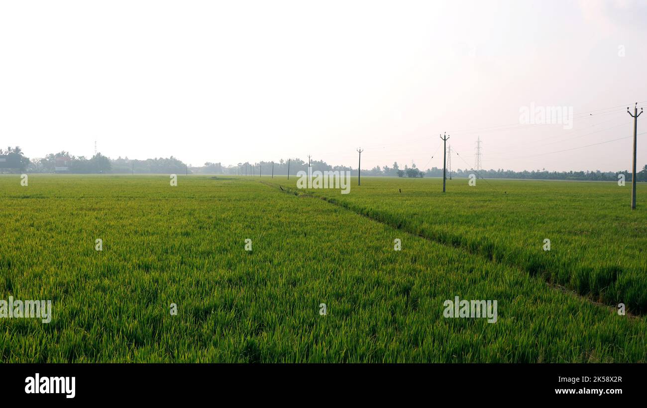 risaia verde in una giornata di sole Foto Stock