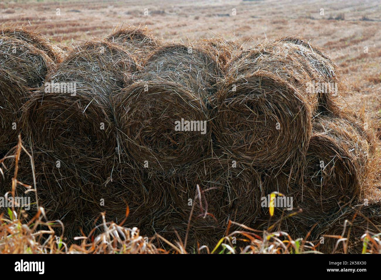 fasci di paglia di risone dopo il campo raccolto Foto Stock