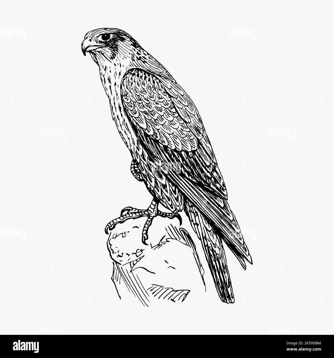 Falco pellegrino clipart, vettore di illustrazione animale d'annata. Illustrazione Vettoriale