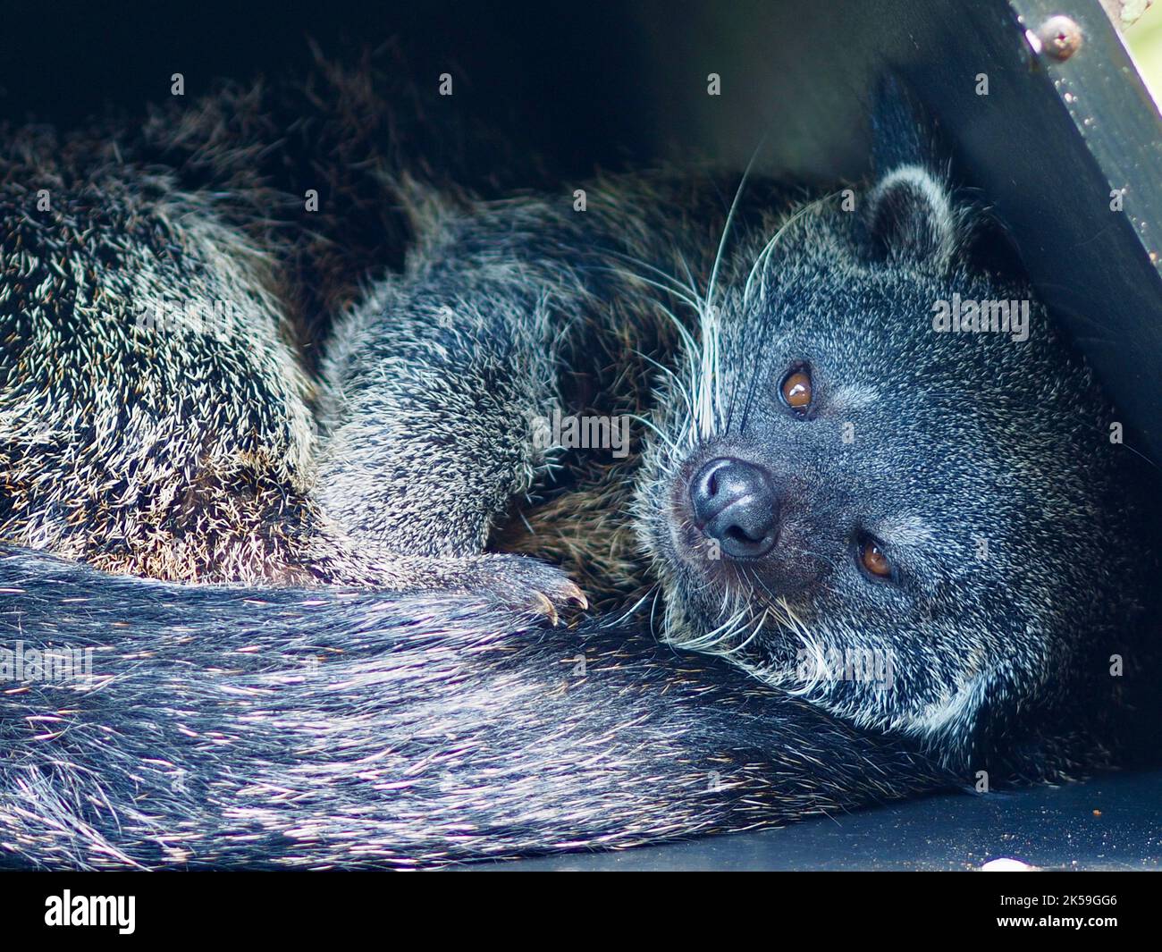 Binturong stanco sonnolento in un tranquillo ritratto. Foto Stock