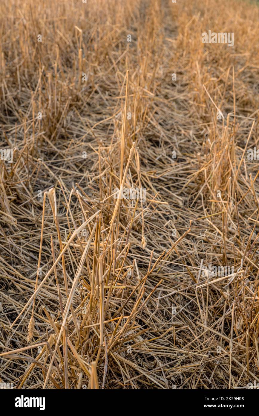 Grandine devastazione in un campo di grano di prateria vicino Stewart Valley, SK Foto Stock