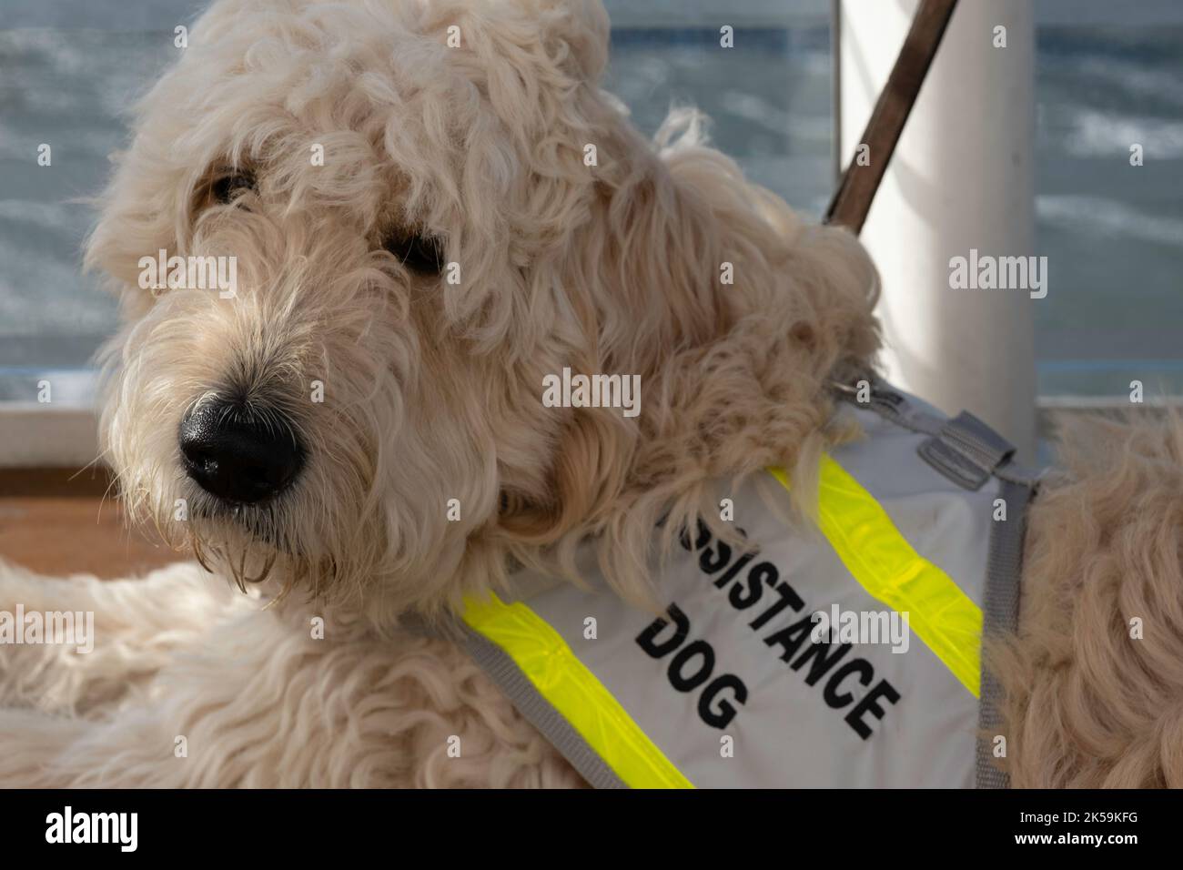 Il cane di servizio reclinabile con una copertura che legge 'cane di assistenza' è un cane addestrato per aiutare o assistere una persona con una disabilità Foto Stock