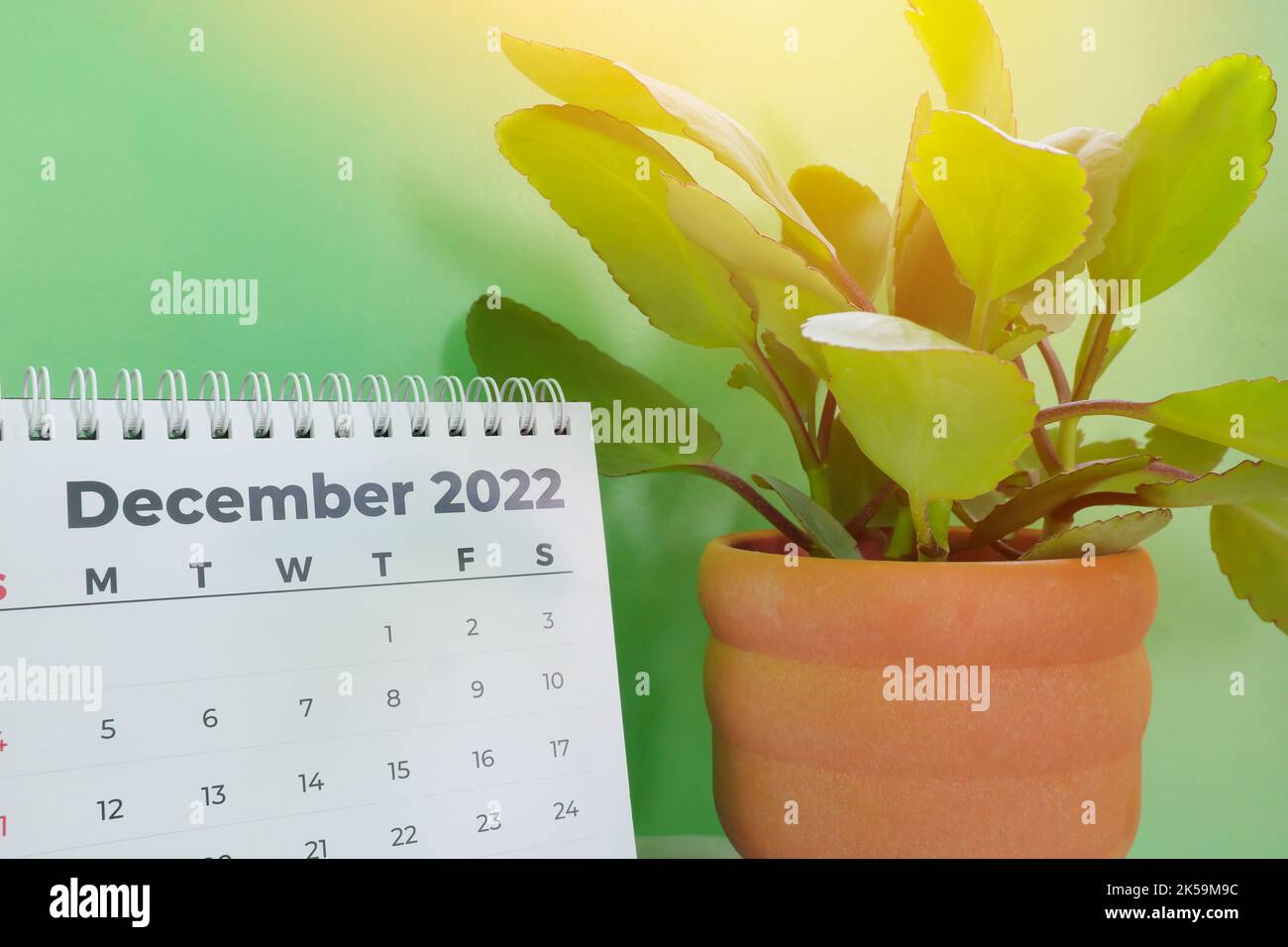 Focalizzazione selettiva del calendario da tavolo di dicembre 2022 con piante ornamentali e spazio copia su sfondo verde. Foto Stock