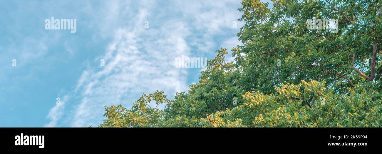 Natura telaio deciduo albero cima pianta corona crescere verde foglie fogliame blu cielo nuvola sole sfondo Foto Stock
