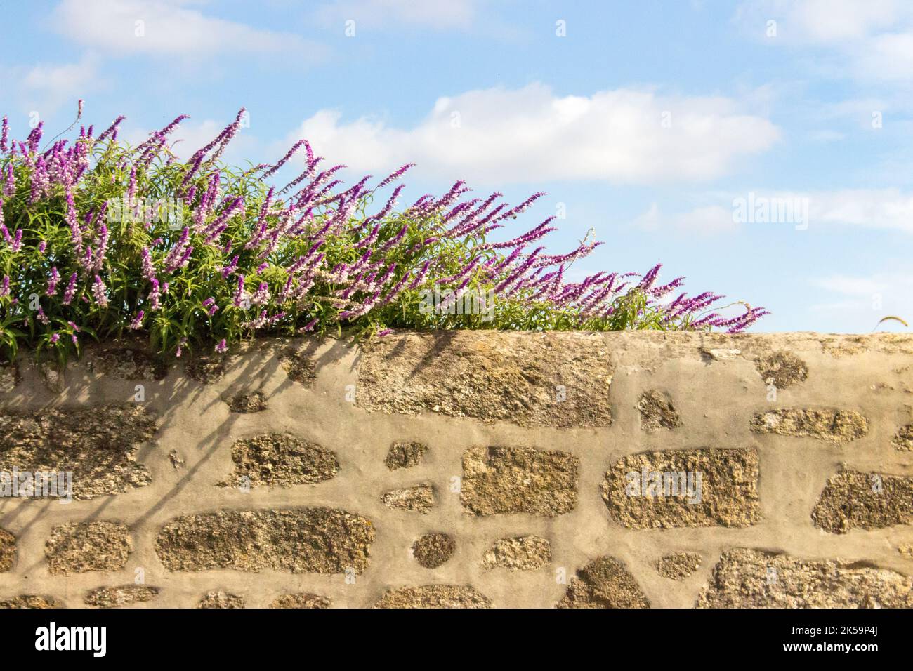 Fiori bianchi e viola su recinzione di pietra contro sfondo cielo blu. Fiori fioriti su antiche mura di pietra. Fiori viola selvaggio fioritura. Foto Stock