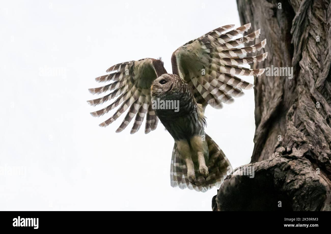 Mama Barred Owl decollo Foto Stock