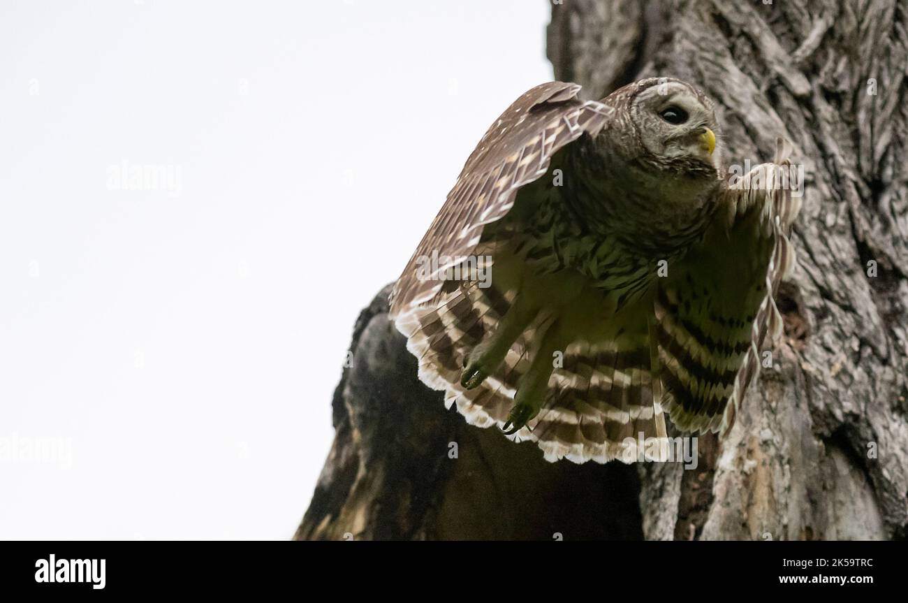 Mama Barred Owl Flying out Foto Stock