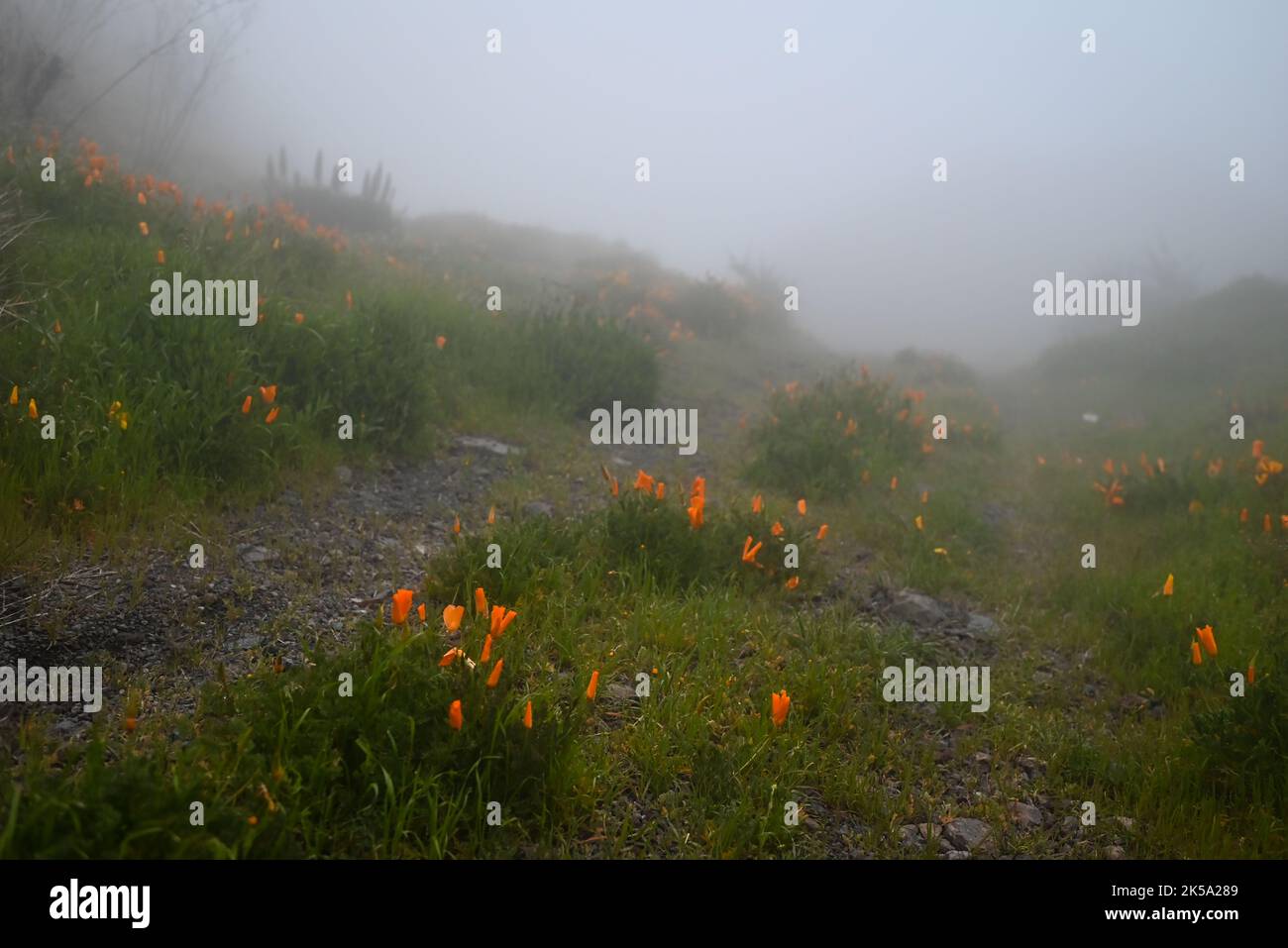 Fiori arancioni di papavero californiano lungo un sentiero roccioso in nebbia Foto Stock