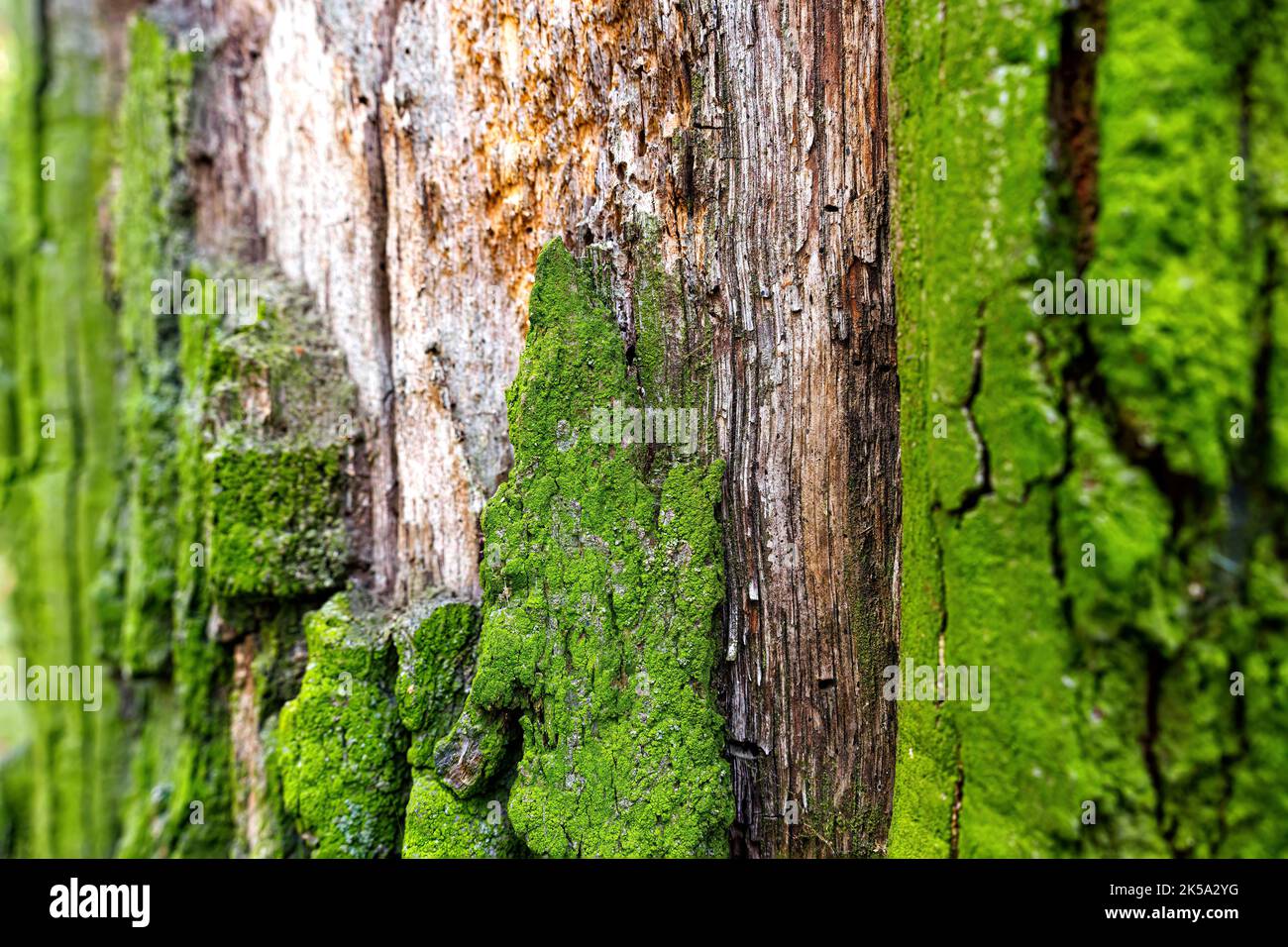 Sfondo naturale costituito da un vecchio albero coperto di muschio verde con corteccia interna esposta. Foto Stock