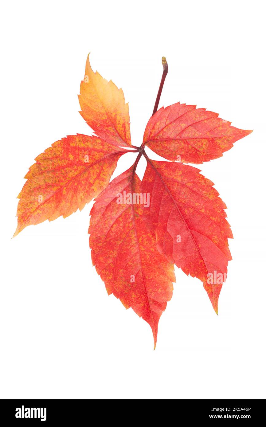foglie autunnali rosse isolate su fondo bianco Foto Stock