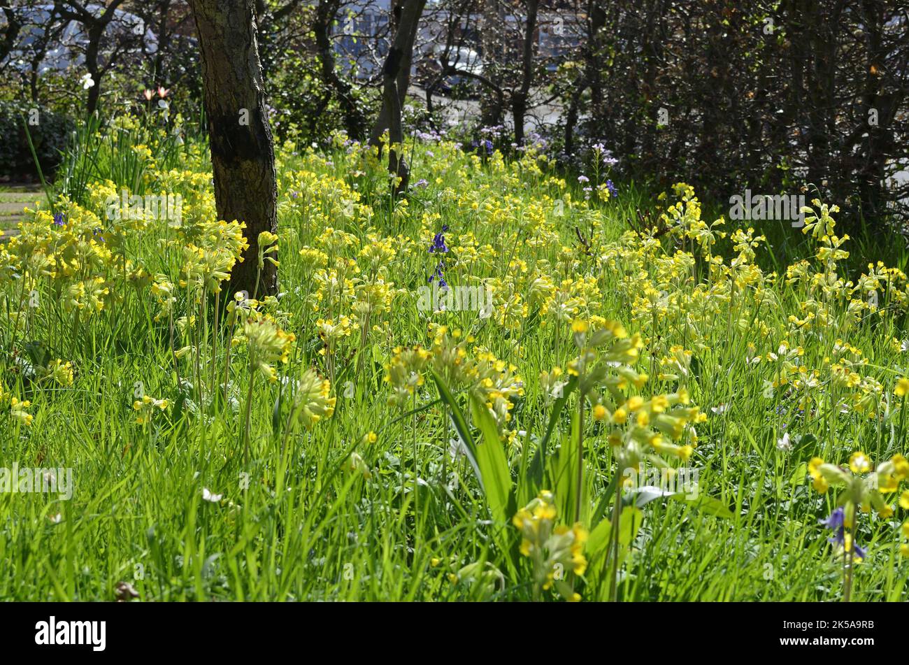 Fiori primaverili in una sezione di fiori selvatici di un giardino posteriore del villaggio dove l'erba è lasciata aperta attraverso la primavera e l'estate per aiutare a sostenere la fauna selvatica Foto Stock