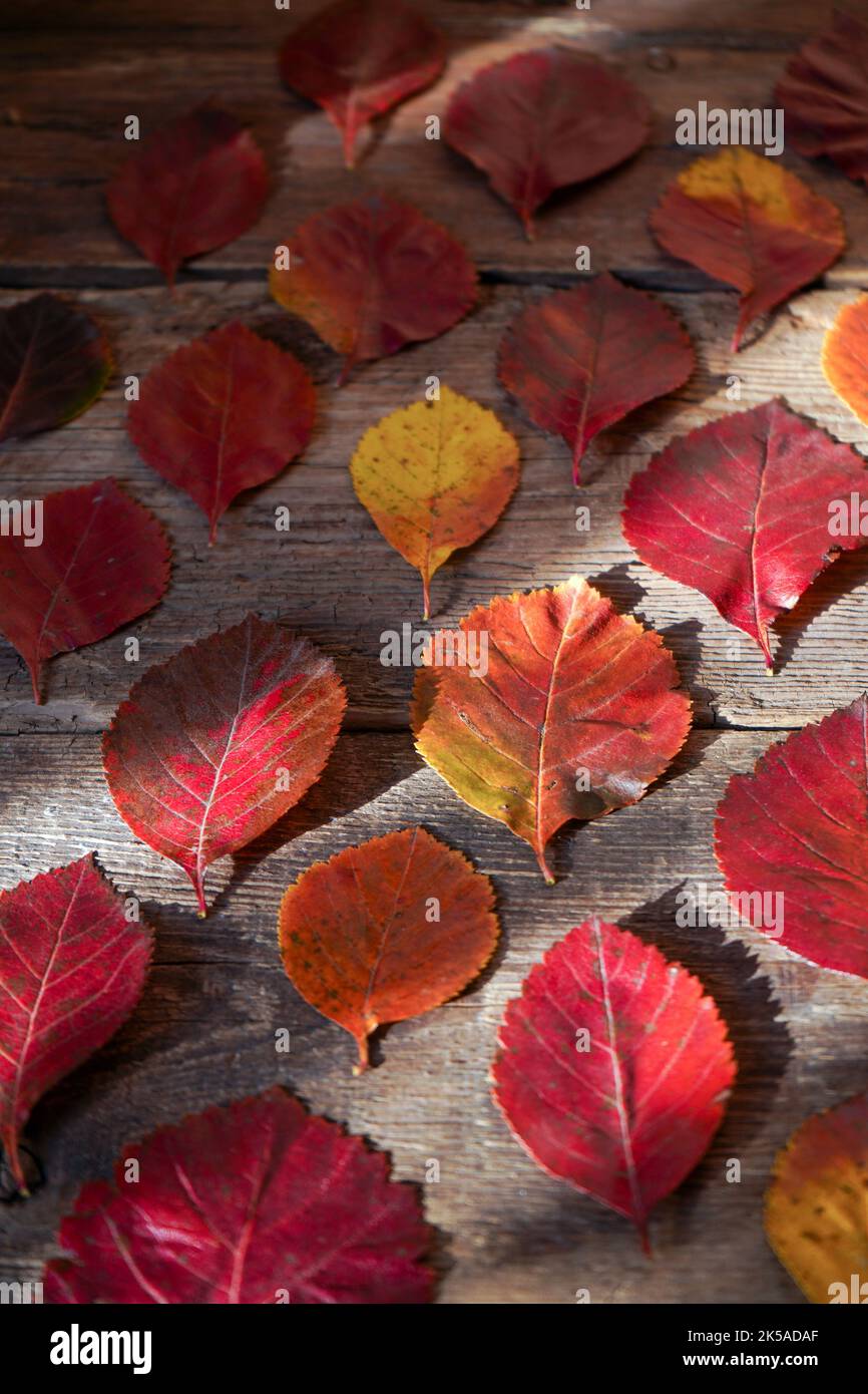 Autunno sfondo. Foglie rosse e arancioni di alberi su uno sfondo di legno. Balestra di ontano. Foto Stock