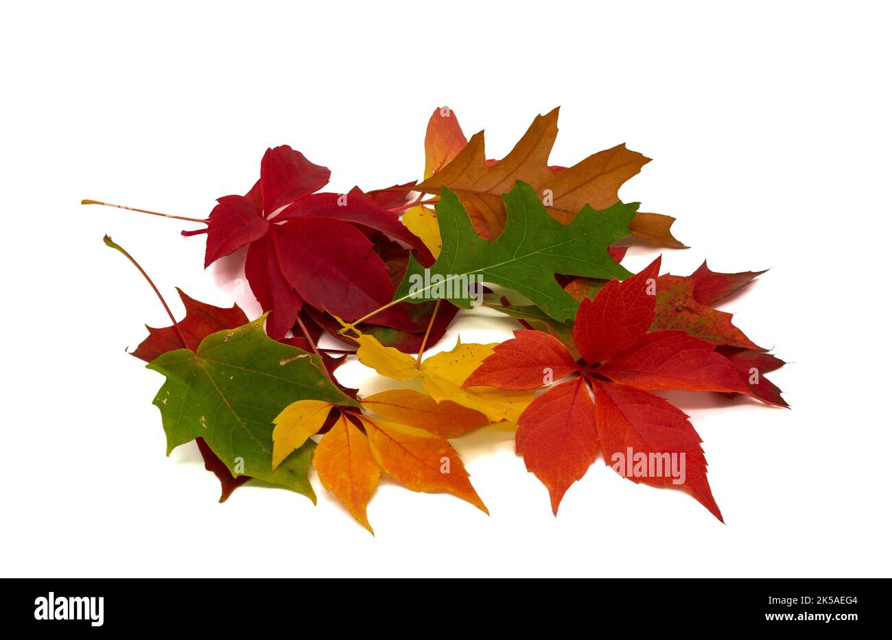 varie foglie colorate autunno isolato Foto Stock