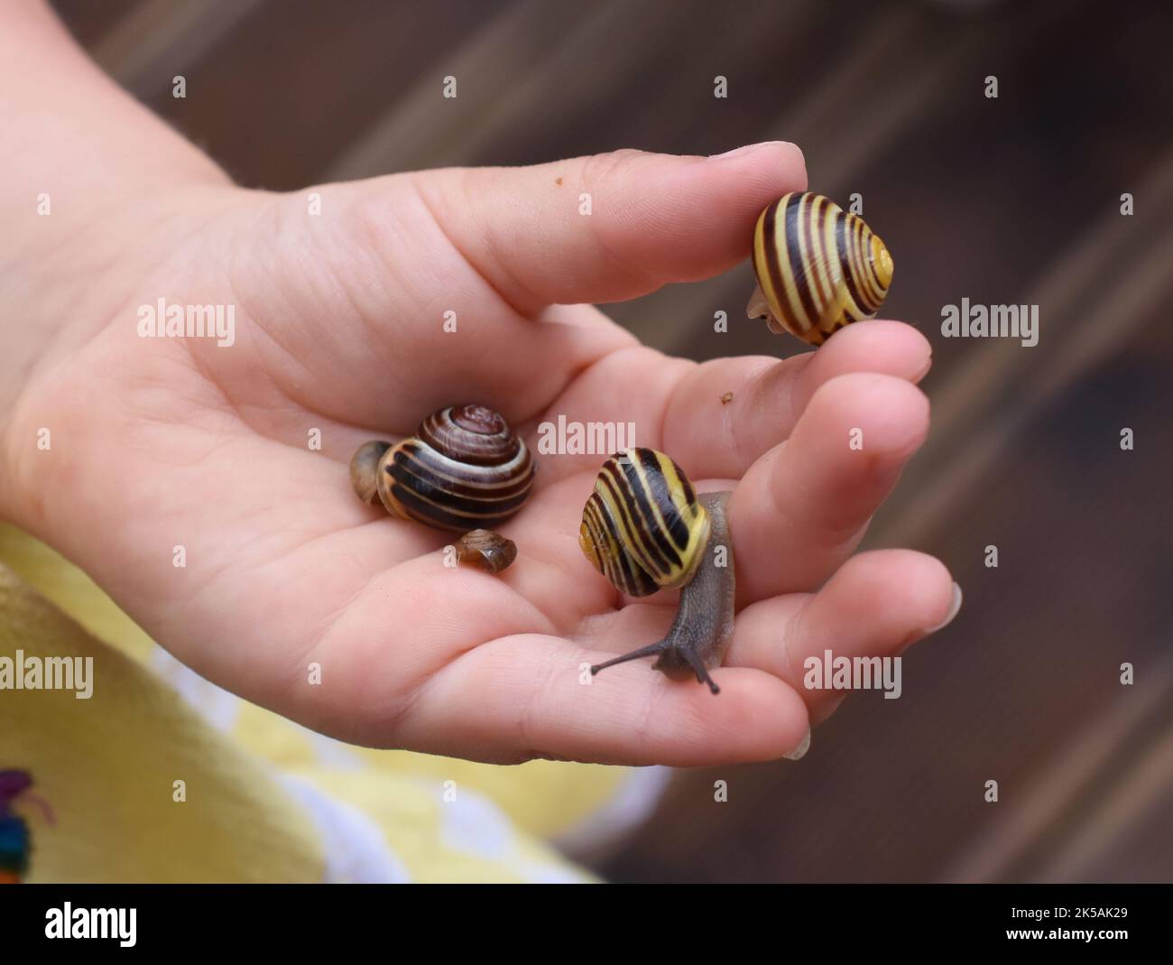 Piccolo bambino esplorando la natura tenendo le lumache del giardino nelle sue mani Foto Stock