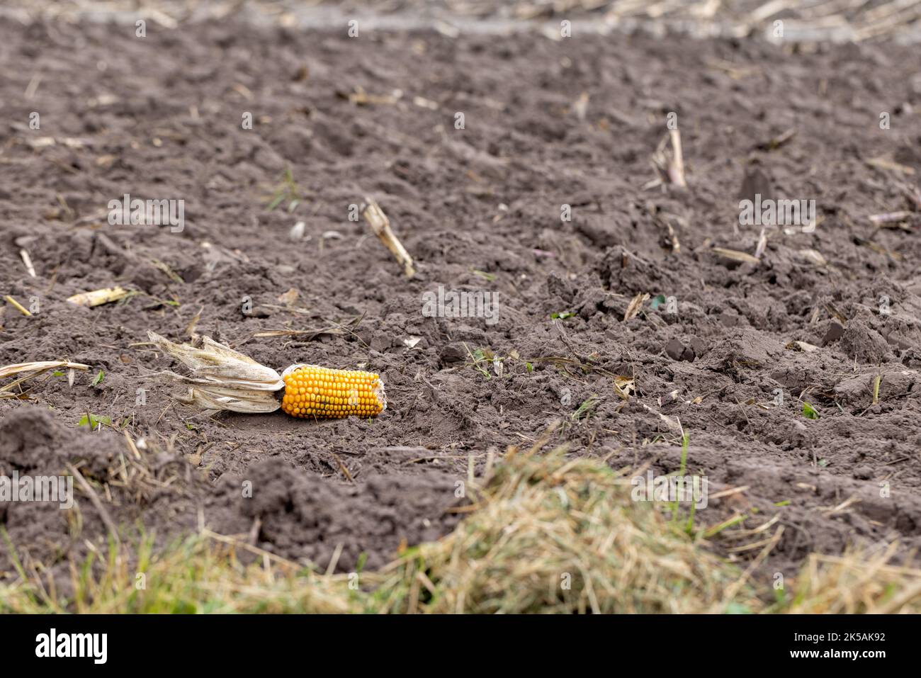 Pezzo unico di mais rimasto su un campo di una fattoria di mais dopo il raccolto . Foto di alta qualità Foto Stock