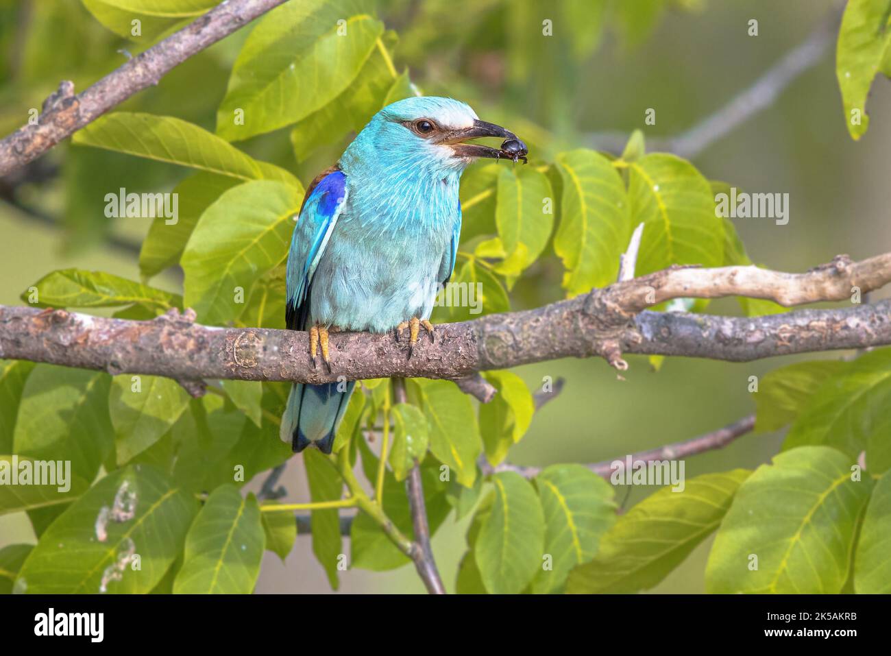 Rullo europeo (Coracias garrulus) arroccato sul ramo. Questo uccello migratorio viene allevato nell'Europa meridionale. Bulgaria. Fauna selvatica scena della natura in Europa. Foto Stock