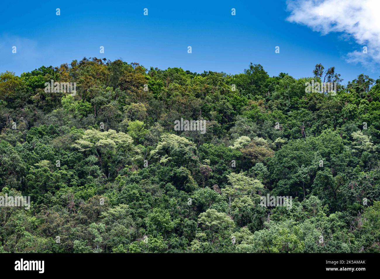 Una foresta subtroopica incontaminata in Bhutan Foto Stock