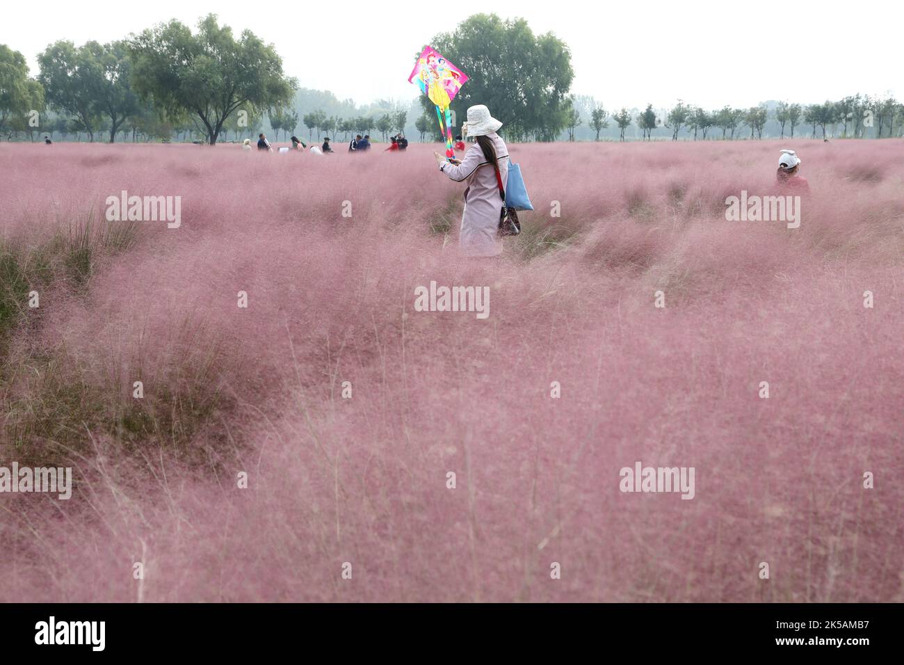 LIANYUNGANG, CINA - 7 OTTOBRE 2022 - i visitatori possono vedere la muhlygrass rosa al parco delle paludi dell'isola di Yueya nella città di Lianyungang, nella provincia di Jiangsu della Cina orientale, Foto Stock